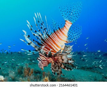 Lion Fish From Cyprus - Pterois Miles