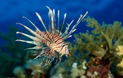 Lion Fish. Exotic Tropical Fish. Wonderful And Beautiful Underwater World With Corals And Tropical Fish. Photo Of A Tropical Fish On A Coral Reef