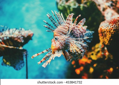 Lion fish hunting among coral reefs. Colorful tropical sea life. Underwater photography. 
Travel inspiration. Sea ocean wildlife wallpaper. 