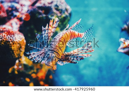 Lion fish hunting among coral reefs.