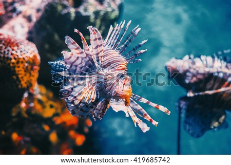 Lion fish hunting among coral reefs.
