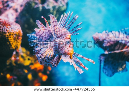 Lion fish hunting among coral reefs.

