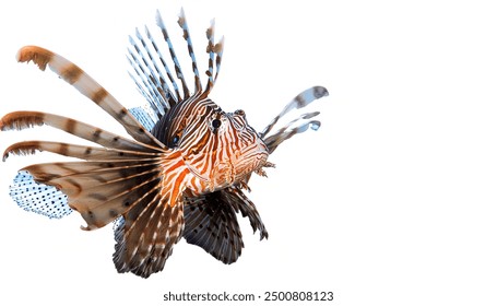 lion fish or lionfish - Pterois volitans - a genus of venomous marine fish from the Indo Pacific characterized by conspicuous warning coloration of red or black bands. isolated on white background - Powered by Shutterstock