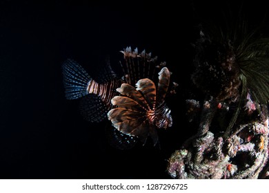 Lion Fish On Coral Reef Underwater Black Background