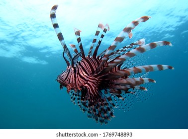Lion Fish In Open Water. Diving In The Philippines.