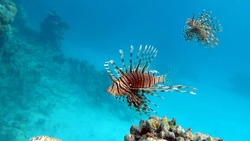 Lion Fish In The Red Sea.