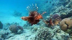 Lion Fish In The Red Sea In Clear Blue Water Hunting For Food.