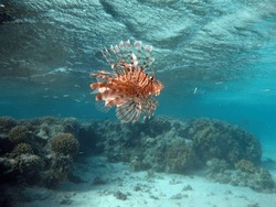 Lion Fish In The Red Sea In Clear Blue Water Hunting For Food .