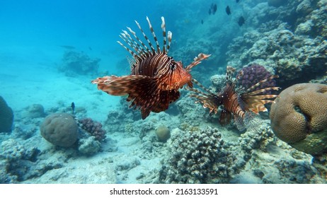 Lion Fish In The Red Sea In Clear Blue Water Hunting For Food.