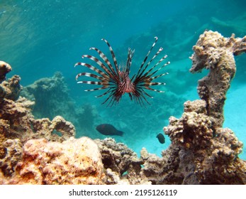 Lion Fish In The Red Sea In Clear Blue Water Hunting For Food .