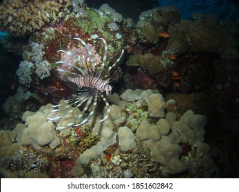 Lion fish in Red Sea, Egypt, underwater photograph  