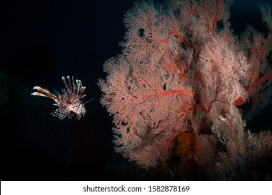 A Lion Fish Swimming Next To A Pink Sea Fan