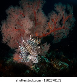 A Lion Fish Swimming Next To A Pink Sea Fan