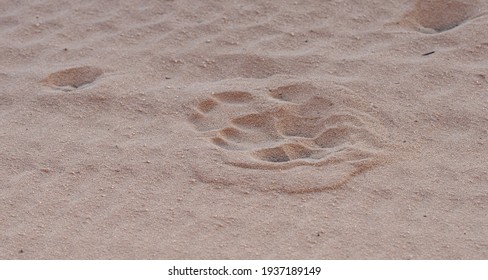 Lion Foot Print Aroung The Camp 