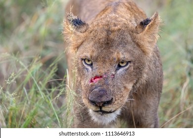 Lion With Fresh Wound From Fight