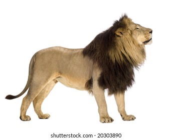 Lion In Front Of A White Background