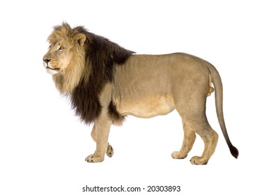 ライオン横顔 の写真素材 画像 写真 Shutterstock
