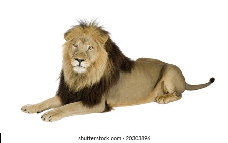 Lion In Front Of A White Background