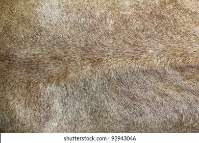 Lion Fur Background