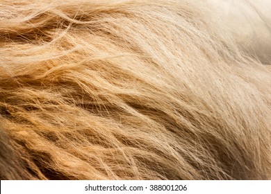 Lion Fur Background Texture Image Background