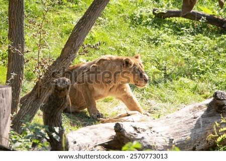 A lion getting ready to attack its prey in the wilde