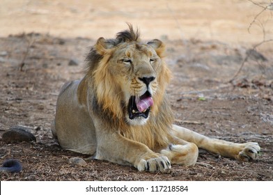 Lion In Gir Forest, Junagadh