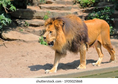 Muscular Lion の画像 写真素材 ベクター画像 Shutterstock