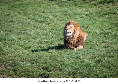 Lion in the grass
