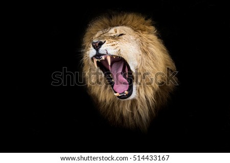 lion growls portrait