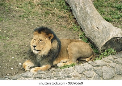 Lion having rest