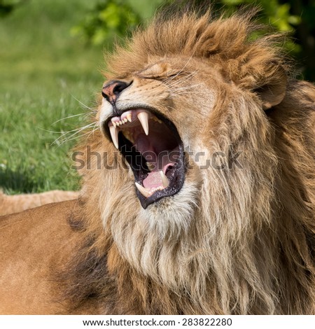 Lion having a yawn showing mouth, teeth and tongue.