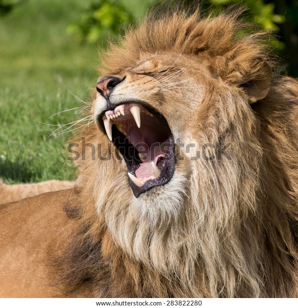 Lion Having Yawn Showing Mouth Teeth Stock Photo 283822280 | Shutterstock