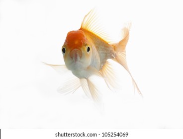 Lion Head Fish High Res Stock Images Shutterstock