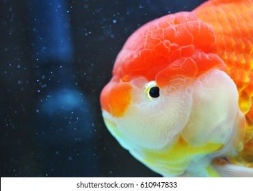 Lion Head Fish High Res Stock Images Shutterstock