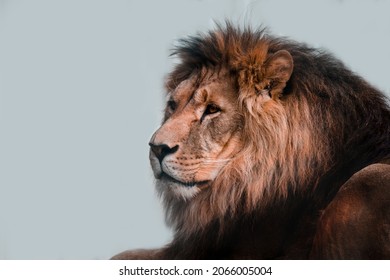  Lion head. Lion on a light background. A proud and noble lion.