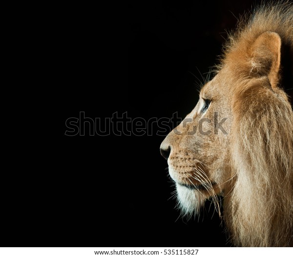 ライオンは左に黒い空間を持って横に頭を下げます の写真素材 今すぐ編集