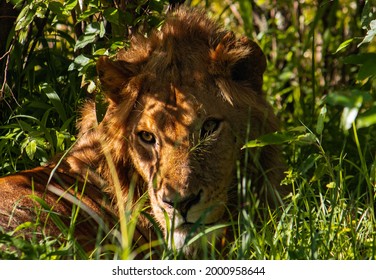 Lion Hiding In The Bush