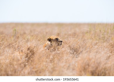 Lion Hiding In The Grass