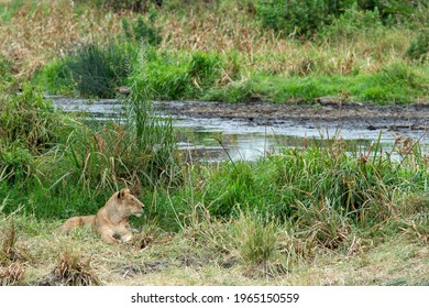 Lion Hiding In The Green