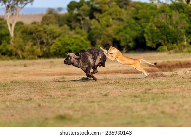 Lion Hunting A Buffalo In Masai Mara, Kenya