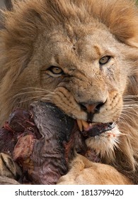 Lion Is Hunting The Food