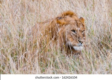 Lion Is Hunting In The Grass In Kenya