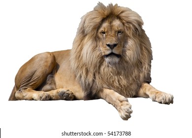Lion Isolated