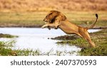 A Lion Jumping In The Air 