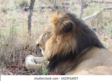 Lion, Kapama Private Game Reserve, South Africa