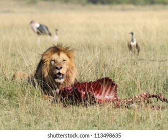 Lion And Kill