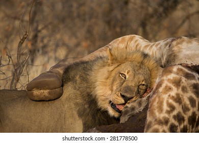 Lion At The Kill