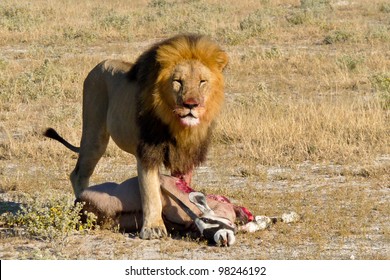 Lion Kill Kalahari Botswana