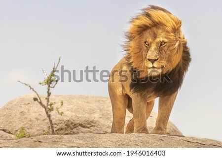 Lion King Of African Jungle, Tanzania  