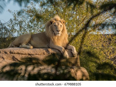 Lion King In Al Ain Zoo